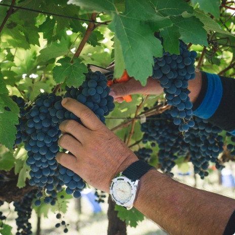 QUEM PODE PARTICIPAR DO MEU VINHO EXPERIENCE